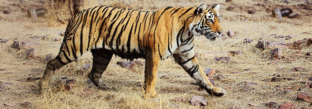 Ranthambore