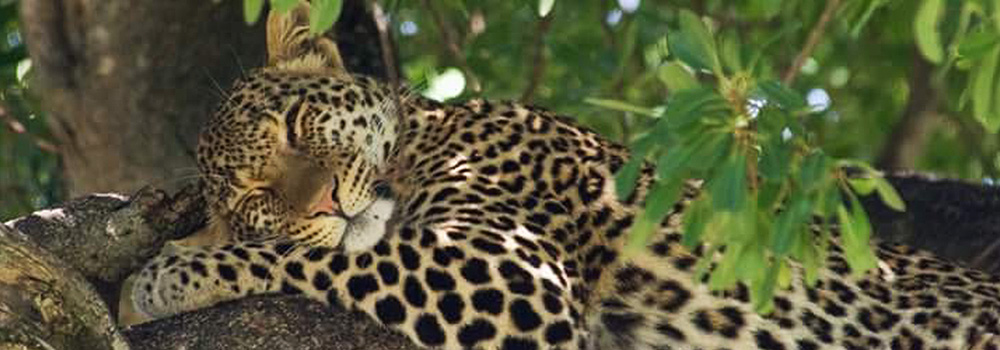 Sariska