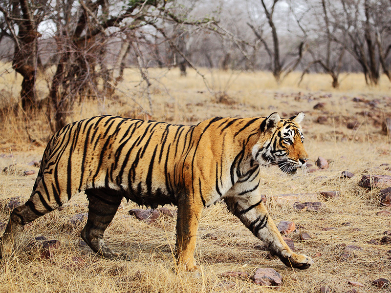 Ranthambore